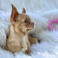Odyssey, a female Chihuahua for sale in San Jose, CA – Photo 2 of 10
