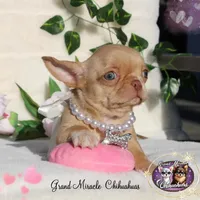 Odyssey, a female Chihuahua for sale in San Jose, CA – Photo 4 of 10