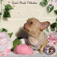 Odyssey, a female Chihuahua for sale in San Jose, CA – Photo 10 of 10