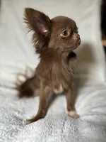 Notka, a female Chihuahua for sale in San Jose, CA – Photo 4 of 4