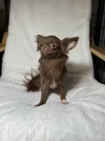 Notka, a female Chihuahua for sale in San Jose, CA – Photo 2 of 4