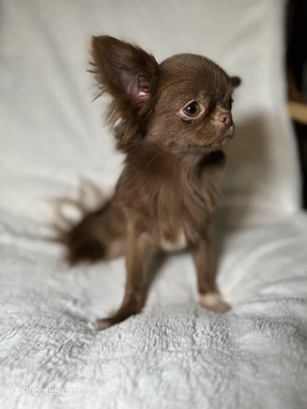 Notka, a female Chihuahua for sale in San Jose, CA – Photo 1 of 4