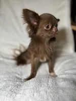 Notka, a female Chihuahua for sale in San Jose, CA – Photo 1 of 4