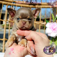 Picasso, a male Chihuahua for sale in San Jose, CA – Photo 6 of 10