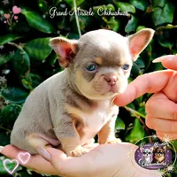 Picasso, a male Chihuahua for sale in San Jose, CA – Photo 9 of 10