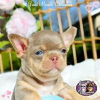 Picasso, a male Chihuahua for sale in San Jose, CA – Photo 2 of 10