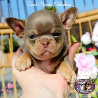Picasso, a male Chihuahua for sale in San Jose, CA – Photo 7 of 10