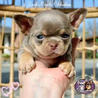 Picasso, a male Chihuahua for sale in San Jose, CA – Photo 10 of 10