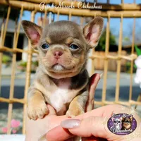 Picasso, a male Chihuahua for sale in San Jose, CA – Photo 3 of 10