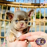 Picasso, a male Chihuahua for sale in San Jose, CA – Photo 4 of 10