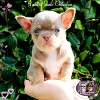 Picasso, a male Chihuahua for sale in San Jose, CA – Photo 8 of 10