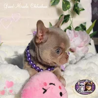 Nami, a female Chihuahua for sale in San Jose, CA – Photo 4 of 6