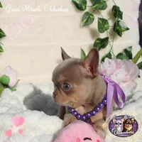 Nami, a female Chihuahua for sale in San Jose, CA – Photo 3 of 6