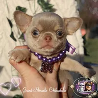 Nami, a female Chihuahua for sale in San Jose, CA – Photo 6 of 6