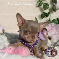Nami, a female Chihuahua for sale in San Jose, CA – Photo 1 of 6