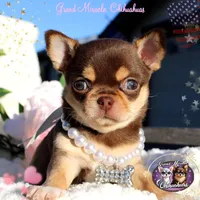 Melania, a female Chihuahua for sale in San Jose, CA – Photo 1 of 4