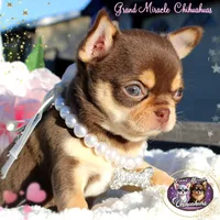 Melania, a female Chihuahua for sale in San Jose, CA – Photo 3 of 4