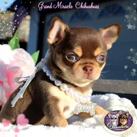 Melania, a female Chihuahua for sale in San Jose, CA – Photo 2 of 4