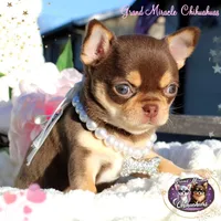 Melania, a female Chihuahua for sale in San Jose, CA – Photo 4 of 4