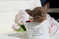 Jam, a male Chihuahua for sale in San Jose, CA – Photo 3 of 5