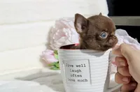 Jam, a male Chihuahua for sale in San Jose, CA – Photo 2 of 5