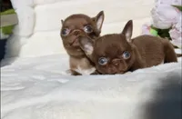 Jam, a male Chihuahua for sale in San Jose, CA – Photo 4 of 5