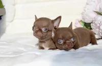 Jam, a male Chihuahua for sale in San Jose, CA – Photo 5 of 5