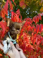 Jam, a male Chihuahua for sale in San Jose, CA – Photo 1 of 5