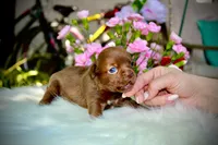 Yochi, a male Chihuahua for sale in San Jose, CA – Photo 6 of 9