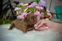 Yochi, a male Chihuahua for sale in San Jose, CA – Photo 7 of 9