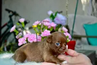 Yochi, a male Chihuahua for sale in San Jose, CA – Photo 3 of 9