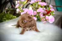 Yochi, a male Chihuahua for sale in San Jose, CA – Photo 4 of 9