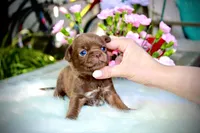 Yochi, a male Chihuahua for sale in San Jose, CA – Photo 1 of 9