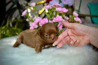 Yochi, a male Chihuahua for sale in San Jose, CA – Photo 5 of 9