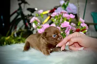 Yochi, a male Chihuahua for sale in San Jose, CA – Photo 8 of 9