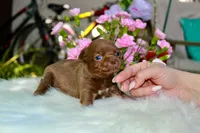 Yochi, a male Chihuahua for sale in San Jose, CA – Photo 2 of 9