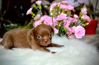 Yochi, a male Chihuahua for sale in San Jose, CA – Photo 9 of 9