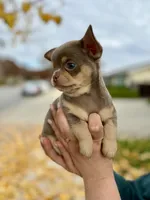 Lavender, a female Chihuahua for sale in San Jose, CA – Photo 5 of 8
