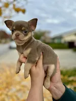 Lavender, a female Chihuahua for sale in San Jose, CA – Photo 7 of 8