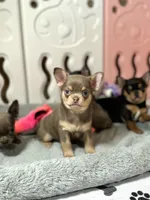 Lavender, a female Chihuahua for sale in San Jose, CA – Photo 4 of 8