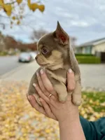 Lavender, a female Chihuahua for sale in San Jose, CA – Photo 6 of 8