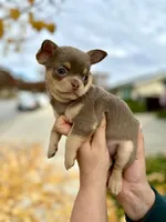 Lavender, a female Chihuahua for sale in San Jose, CA – Photo 8 of 8
