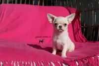 Kitty, a female Chihuahua for sale in San Jose, CA – Photo 1 of 6