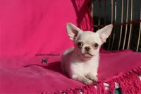 Kitty, a female Chihuahua for sale in San Jose, CA – Photo 5 of 6