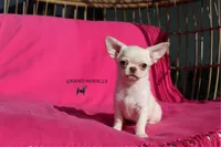 Kitty, a female Chihuahua for sale in San Jose, CA – Photo 2 of 6