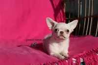 Kitty, a female Chihuahua for sale in San Jose, CA – Photo 3 of 6