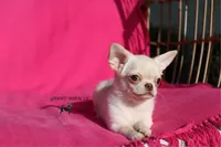 Kitty, a female Chihuahua for sale in San Jose, CA – Photo 6 of 6