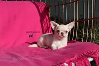 Kitty, a female Chihuahua for sale in San Jose, CA – Photo 4 of 6