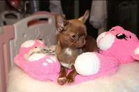 Poncho, a male Chihuahua for sale in San Jose, CA – Photo 4 of 9