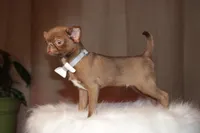 Poncho, a male Chihuahua for sale in San Jose, CA – Photo 9 of 9